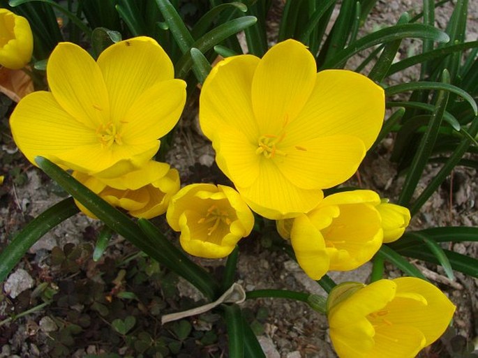 Sternbergia lutea