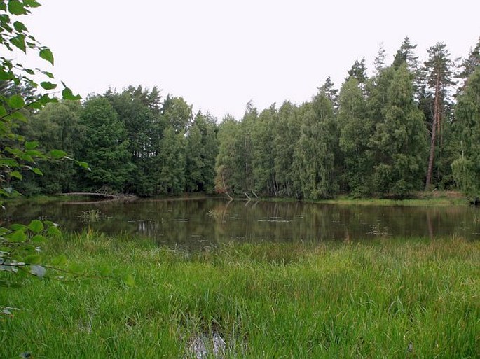 Chebská pánev, Studna u Lužné – přírodní rezervace