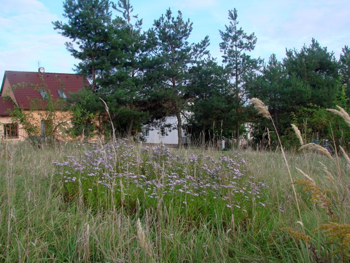 Symphyotrichum novi-belgii