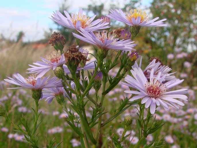 Symphyotrichum novi-belgii