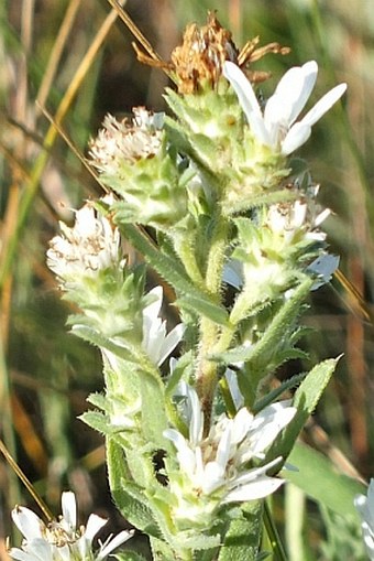 Symphyotrichum ericoides