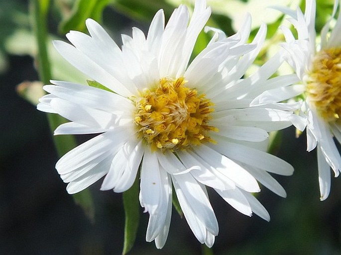 Symphyotrichum ericoides