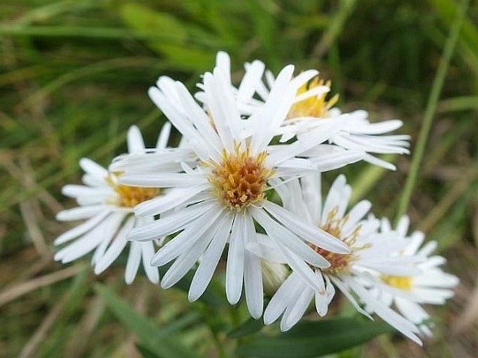 Symphyotrichum lanceolatum