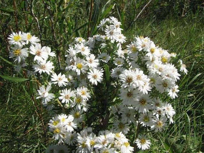 Symphyotrichum lanceolatum