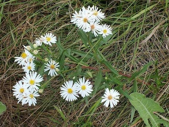 Symphyotrichum lanceolatum