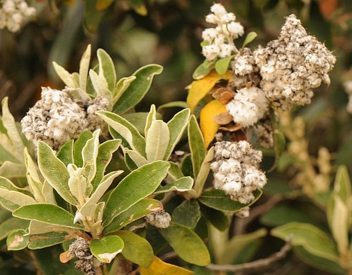 Tarchonanthus littoralis