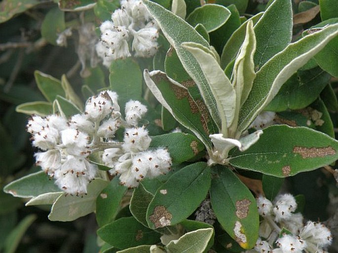 Tarchonanthus littoralis