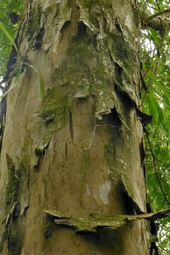 Taxus sumatrana