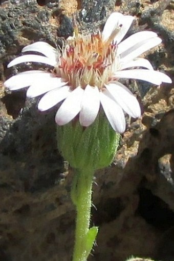 Tetramolopium humile subsp. haleakalae