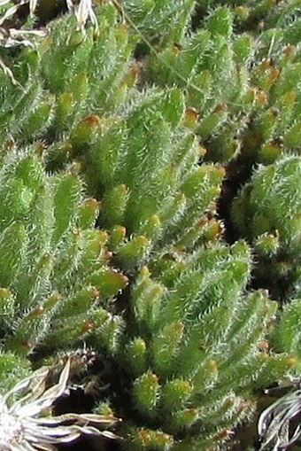 Tetramolopium humile subsp. haleakalae