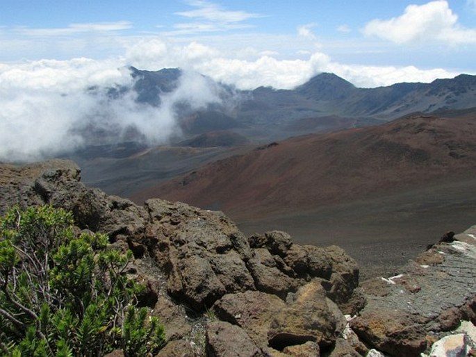 Tetramolopium humile subsp. haleakalae