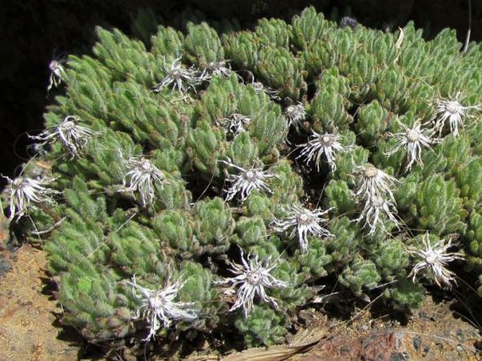 Tetramolopium humile subsp. haleakalae