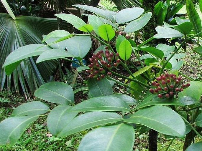 Tetraplasandra oahuensis