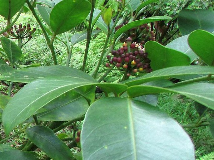 TETRAPLASANDRA OAHUENSIS (A. Gray) Harms