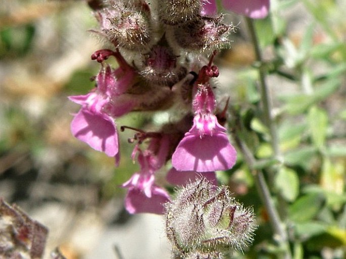 Teucrium marum