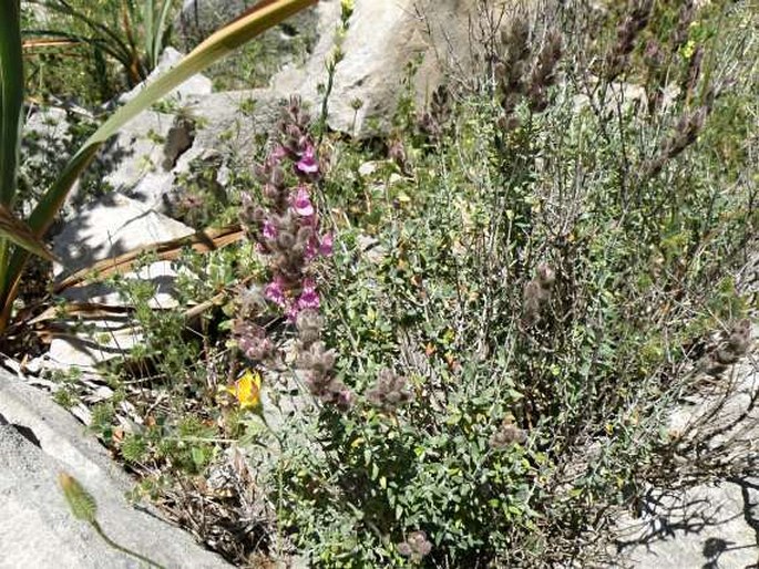 Teucrium marum