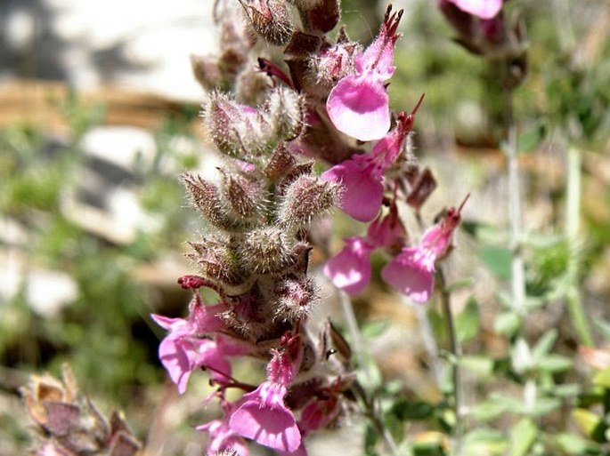 Teucrium marum