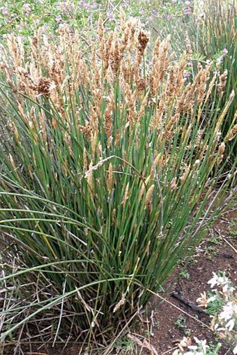 Thamnochortus cinereus