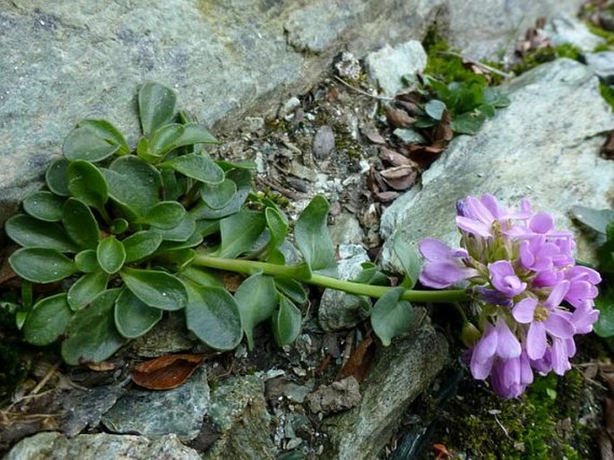 THLASPI LERESCHIANUM (Burnat) A. W. Hill – penízek / peniažtek