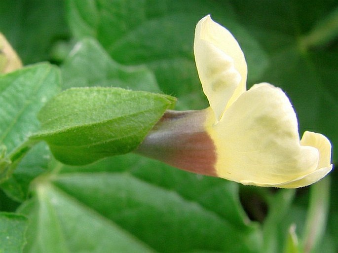 Thunbergia alata