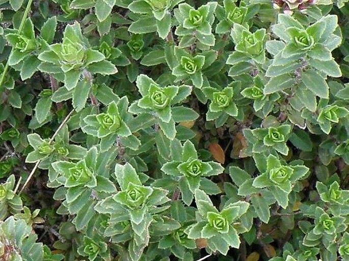 Thymus serrulatus