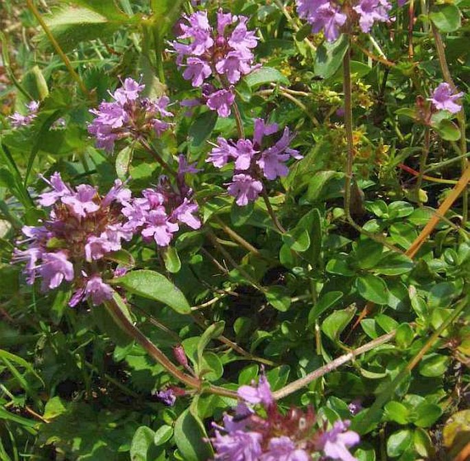 Thymus alpestris