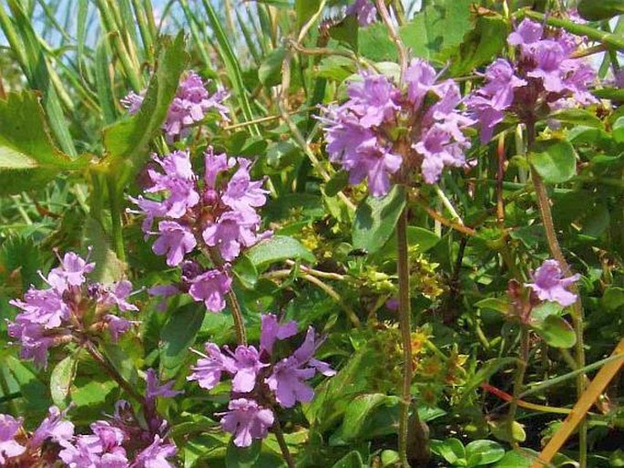 Thymus alpestris