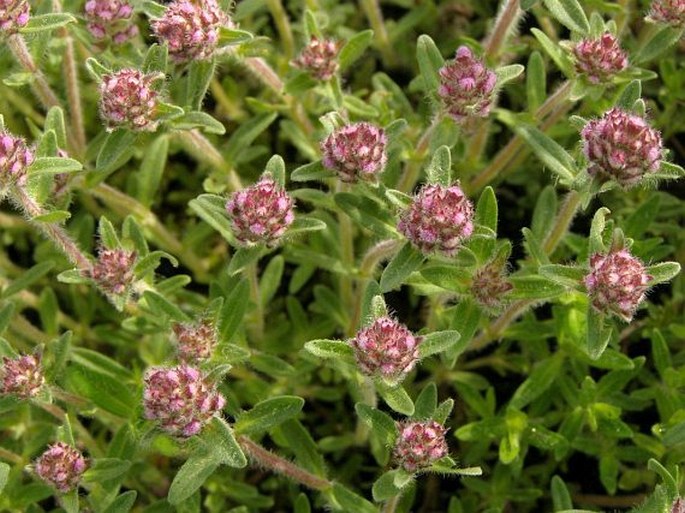 Thymus pannonicus