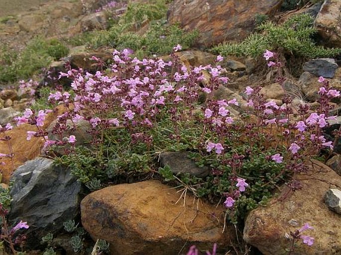 Thymus teucrioides