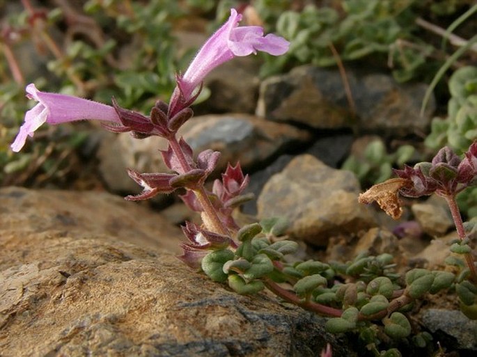 Thymus teucrioides