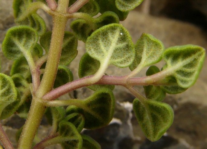 Thymus teucrioides