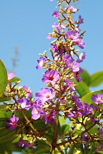 Tibouchina heteromalla