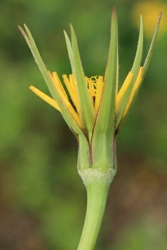 Tragopogon pratensis subsp. minor