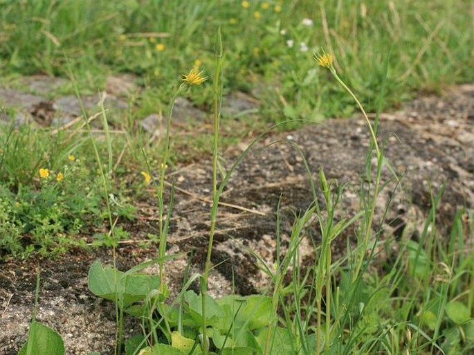 Tragopogon pratensis subsp. minor