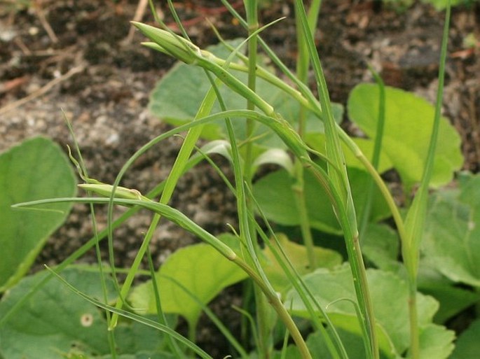 Tragopogon pratensis subsp. minor