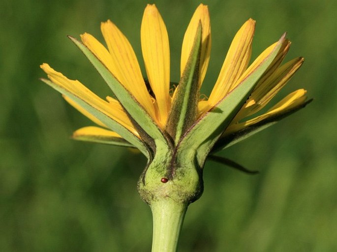 Tragopogon pratensis