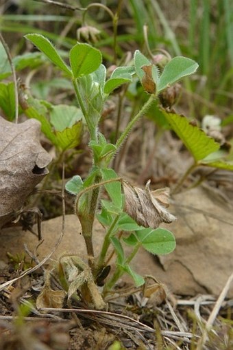 Trifolium striatum