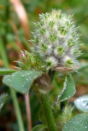 Trifolium striatum