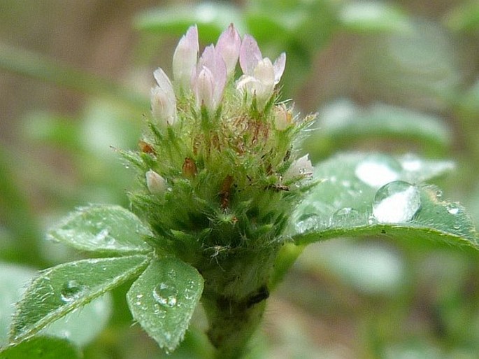 Trifolium striatum