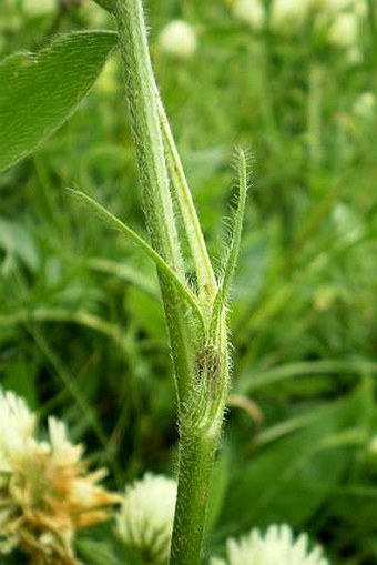 Trifolium pannonicum