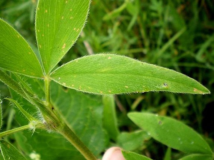 Trifolium pannonicum