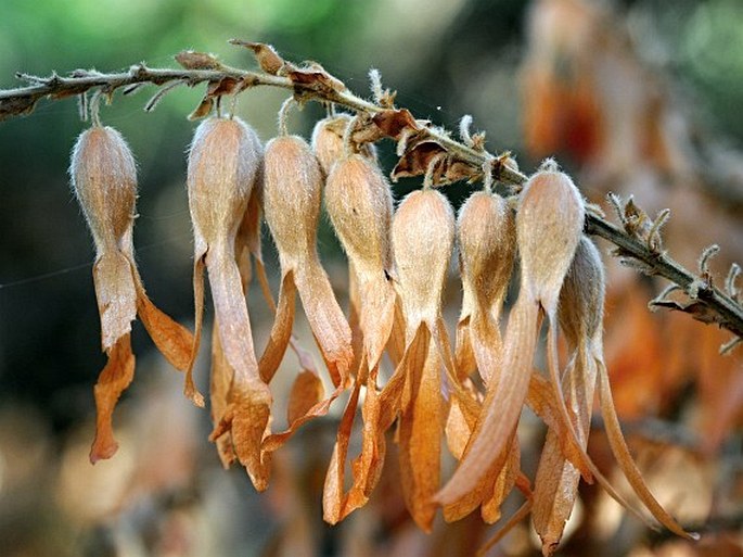 TRIPLARIS MELAENODENDRON (Bertol.) Standl. et Steyerm.