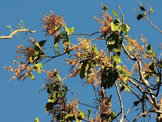 Triplaris melaenodendron