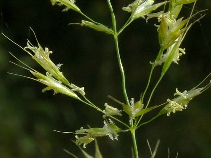 Trisetum flavescens