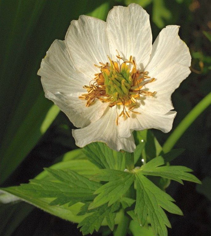 Trollius albiflorus