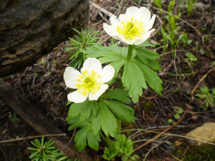 Trollius albiflorus