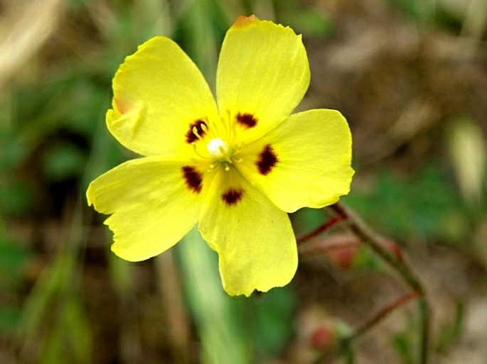 Tuberaria guttata