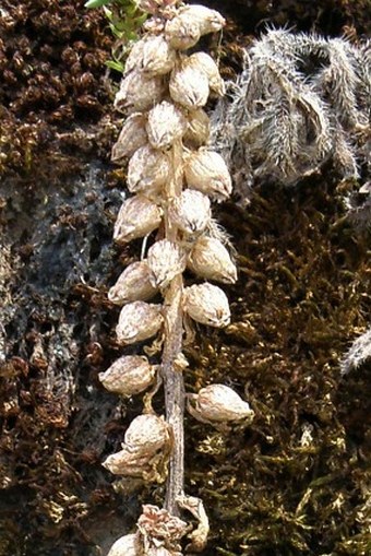 Umbilicus botryoides