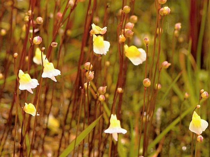 Utricularia bisquamata