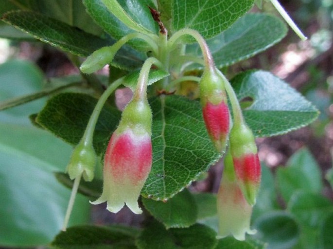 VACCINIUM CALYCINUM Sm. – brusnice / brusnica